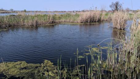 Tranquil Marshland Reflections in Nature's Beauty wallpaper