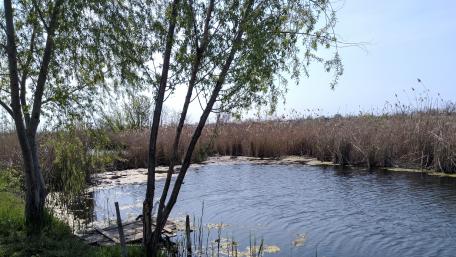 Tranquil Waterside Scene in Nature wallpaper