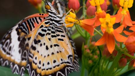 Close-up butterfly wallpaper