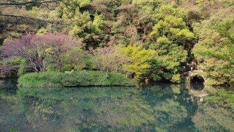 Serene Reflection in Nature's Embrace wallpaper