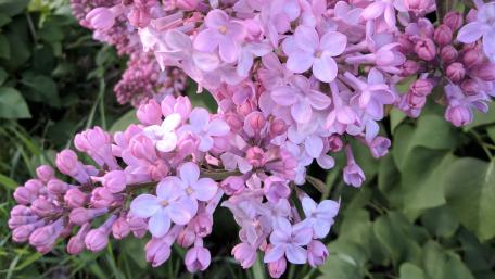 Lilac flower wallpaper