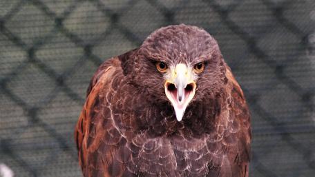 Majestic Bird of Prey in Action wallpaper