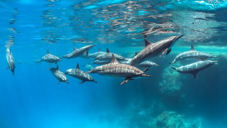 Spinner dolphin pod wallpaper
