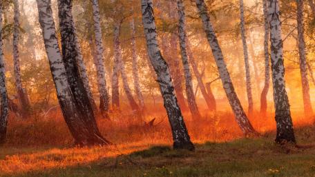 Birch forest in the sunlight wallpaper