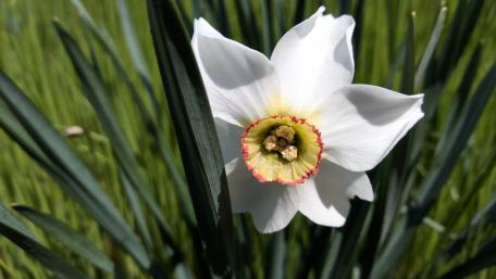Daffodil wallpaper