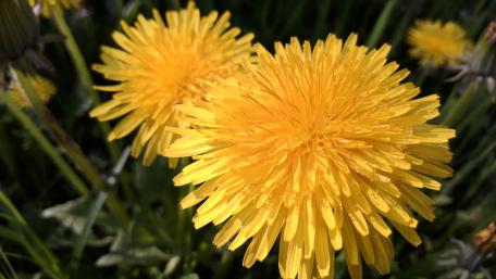 Vibrant Dandelions in Bloom Captured in 4K Quality wallpaper