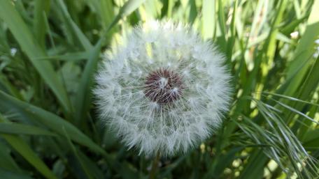 Delicate Dandelion in Nature's Embrace wallpaper