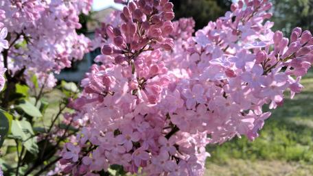 Blooming Lilacs in Spring Sunshine wallpaper