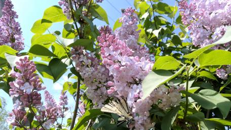 Lilac blossom wallpaper