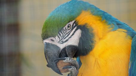 Vibrant Parrot Close-Up Wallpaper wallpaper