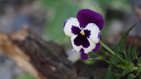 Pansy flower wallpaper