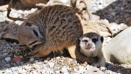 Curious Meerkats Playing Together wallpaper