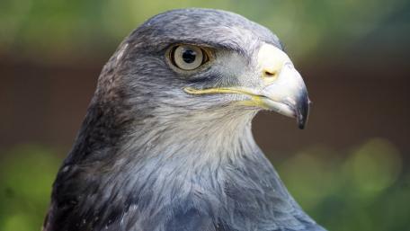 Majestic Gaze of a Bird of Prey wallpaper