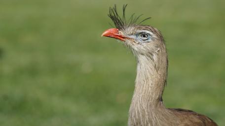 Majestic Bird in Natural Habitat wallpaper
