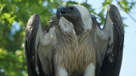 Majestic Bird of Prey in Nature's Embrace wallpaper