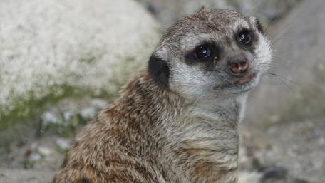 Curious Meerkat Close-Up Wallpaper wallpaper