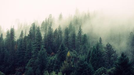 Foggy evergreen forest wallpaper