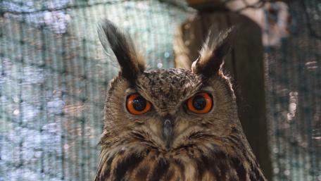 Majestic Owl Staring Proudly wallpaper