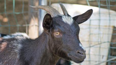 Charming Goat Portrait in 5K Resolution wallpaper