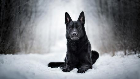 Black dog in the white snow wallpaper