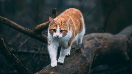 Cat on a trunk wallpaper
