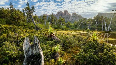 Green tropical forest wallpaper