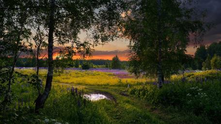 Spring evening wallpaper