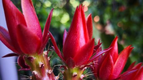 Red flowers wallpaper