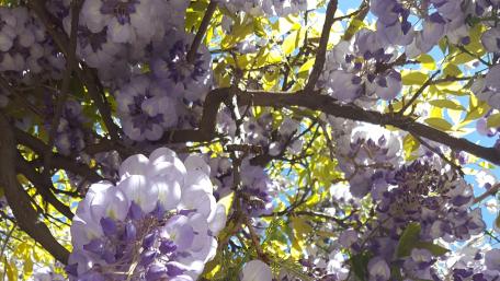 Wisteria wallpaper