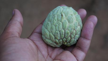 custard apple wallpaper