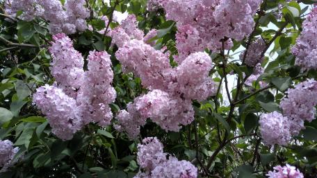 Delicate Lilac Blooms in Full Glory wallpaper
