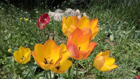 Vibrant Tulips in Full Bloom Reflection of Nature's Beauty wallpaper