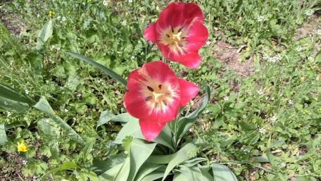 Red tulips wallpaper