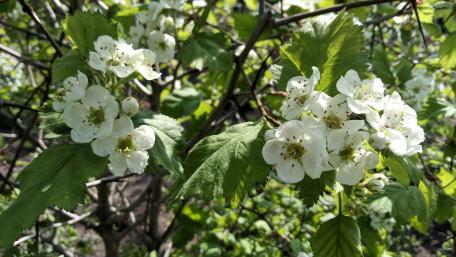 Delicate Blossoms in Nature's Embrace wallpaper