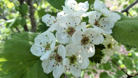 Delicate White Blossoms in Spring Harmony wallpaper