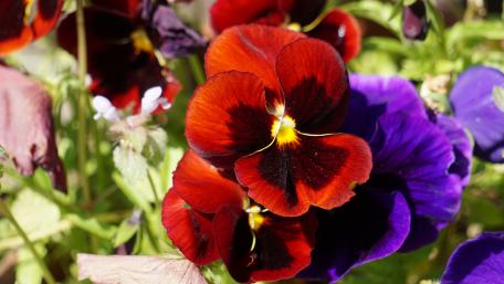 Vibrant Pansies in Bloom wallpaper