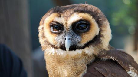 Majestic Owl Close-Up Wallpaper wallpaper