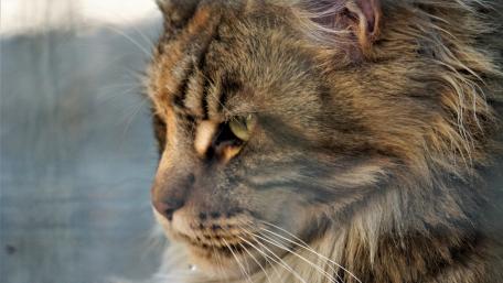 Majestic Cat Portrait in Soft Light wallpaper