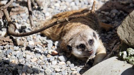 Curious Meerkat Amongst Pebbles 5K Wallpaper wallpaper