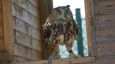 Majestic Owl Perched in Nature's Embrace wallpaper