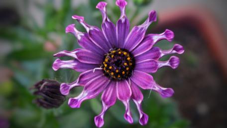 flower wallpaper