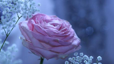Pink rose wallpaper