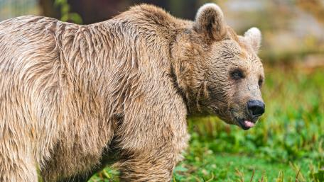 Grizzly bear wallpaper