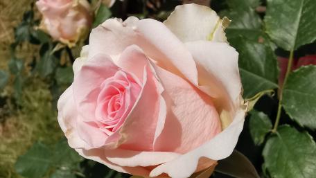 Pink Rose Elegance in Full Bloom wallpaper