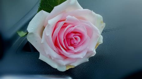 Blurry pink rose wallpaper