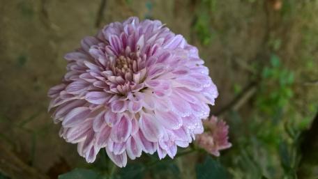 Soft Pink Chrysanthemum Blossom in Nature wallpaper