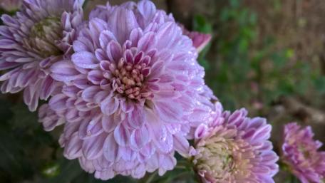 Delicate Lavender Blooms in Morning Light wallpaper