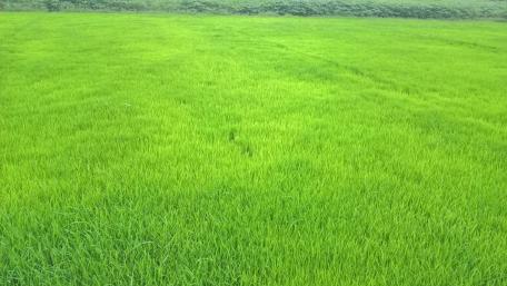 Green paddy field wallpaper