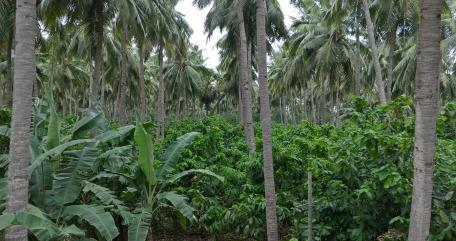 Palm grove wallpaper