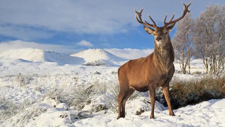 Scottish red deer standing in the snow wallpaper